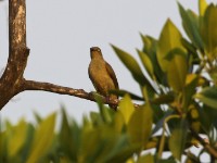 Sombre Greenbul (Andropadus importunus)