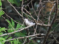 Black-backed Puffback (Dryoscopus cubla)