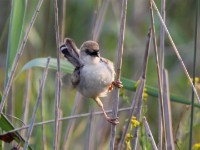 Rufous-winged Cisticola (Cisticola galactotes)