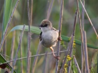 Rufous-winged Cisticola (Cisticola galactotes)