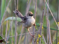 Rufous-winged Cisticola (Cisticola galactotes)