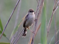 Rufous-winged Cisticola (Cisticola galactotes)