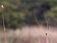 Rufous-winged Cisticola (Cisticola galactotes) Bronze Mannikin (Lonchura cucullata)