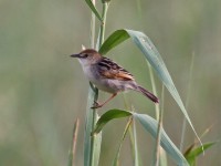 Rufous-winged Cisticola (Cisticola galactotes)