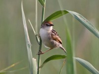 Rufous-winged Cisticola (Cisticola galactotes)