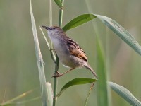 Rufous-winged Cisticola (Cisticola galactotes)