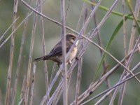 African Reed Warbler (Acrocephalus baeticatus)