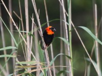 Southern Red Bishop (Euplectes orix)