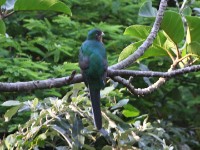 Narina Trogon (Apaloderma narina)