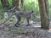 Vervet Monkey (Chlorocebus pygerythrus)