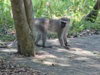 Vervet Monkey (Chlorocebus pygerythrus)