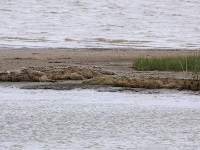 Nile Crocodile (Crocodylus niloticus)