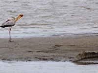 Yellow-billed Stork (Mycteria ibis)