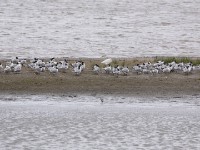 Greater Crested Tern (Thalasseus bergii) Western Cattle Egret (Bubulcus ibis) White-fronted Plover (Charadrius marginatus) Curlew Sandpiper (Calidris ferruginea)