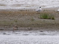 Common Ringed Plover (Charadrius hiaticula) Ruff (Philomachus pugnax) Little Stint (Calidris minuta) Greater Crested Tern (Thalasseus bergii)