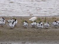 Greater Crested Tern (Thalasseus bergii) Western Cattle Egret (Bubulcus ibis) White-fronted Plover (Charadrius marginatus)