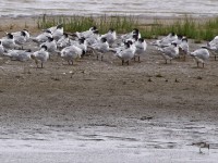 Greater Crested Tern (Thalasseus bergii) Curlew Sandpiper (Calidris ferruginea)