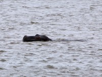 Hippopotamus (Hippopotamus amphibius)