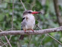 Brown-hooded Kingfisher (Halcyon albiventris)