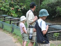 Crocodile Centre St Lucia