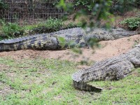 Crocodile Centre St Lucia