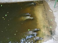 Crocodile Centre St Lucia