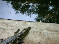 Crocodile Centre St Lucia