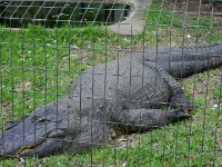 Crocodile Centre St Lucia