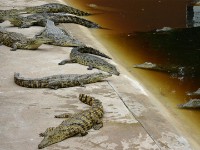 Crocodile Centre St Lucia