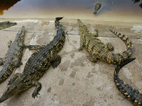 Crocodile Centre St Lucia