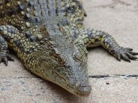 Crocodile Centre St Lucia