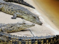 Crocodile Centre St Lucia
