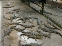 Crocodile Centre St Lucia