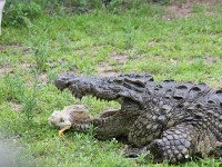 Crocodile Centre St Lucia