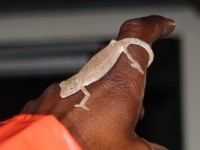 Setaro's Dwarf Chameleon (Bradypodion setaroi)
