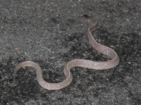Cape File Snake (Mehelya capensis)