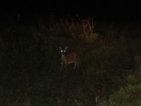 Common Duiker (Sylvicapra grimmia)