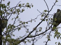 African Green Pigeon (Treron calvus)
