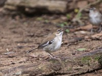 Brown Scrub Robin (Cercotrichas signata)