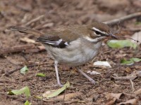 Brown Scrub Robin (Cercotrichas signata)