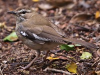 Brown Scrub Robin (Cercotrichas signata)