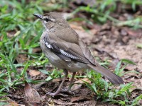 Brown Scrub Robin (Cercotrichas signata)