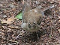 Brown Scrub Robin (Cercotrichas signata)