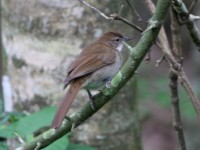 Terrestrial Brownbul (Phyllastrephus terrestris)