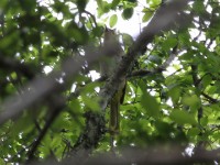 Eastern Nicator (Nicator gularis)