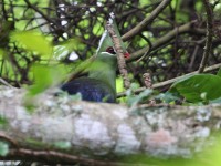 Livingstone's Turaco (Tauraco livingstonii)