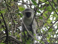 Vervet Monkey (Chlorocebus pygerythrus)