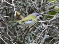 Rudd's Apalis (Apalis ruddi)