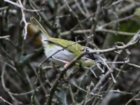 Rudd's Apalis (Apalis ruddi)