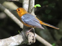 Red-capped Robin-Chat (Cossypha natalensis)